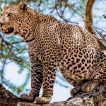 leopard in maharajganj uttarpradesh