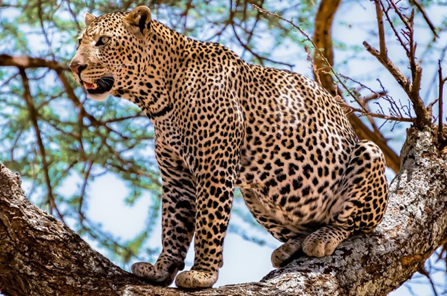 leopard in maharajganj uttarpradesh